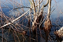 Avigliana Lago Grande In Inverno_048